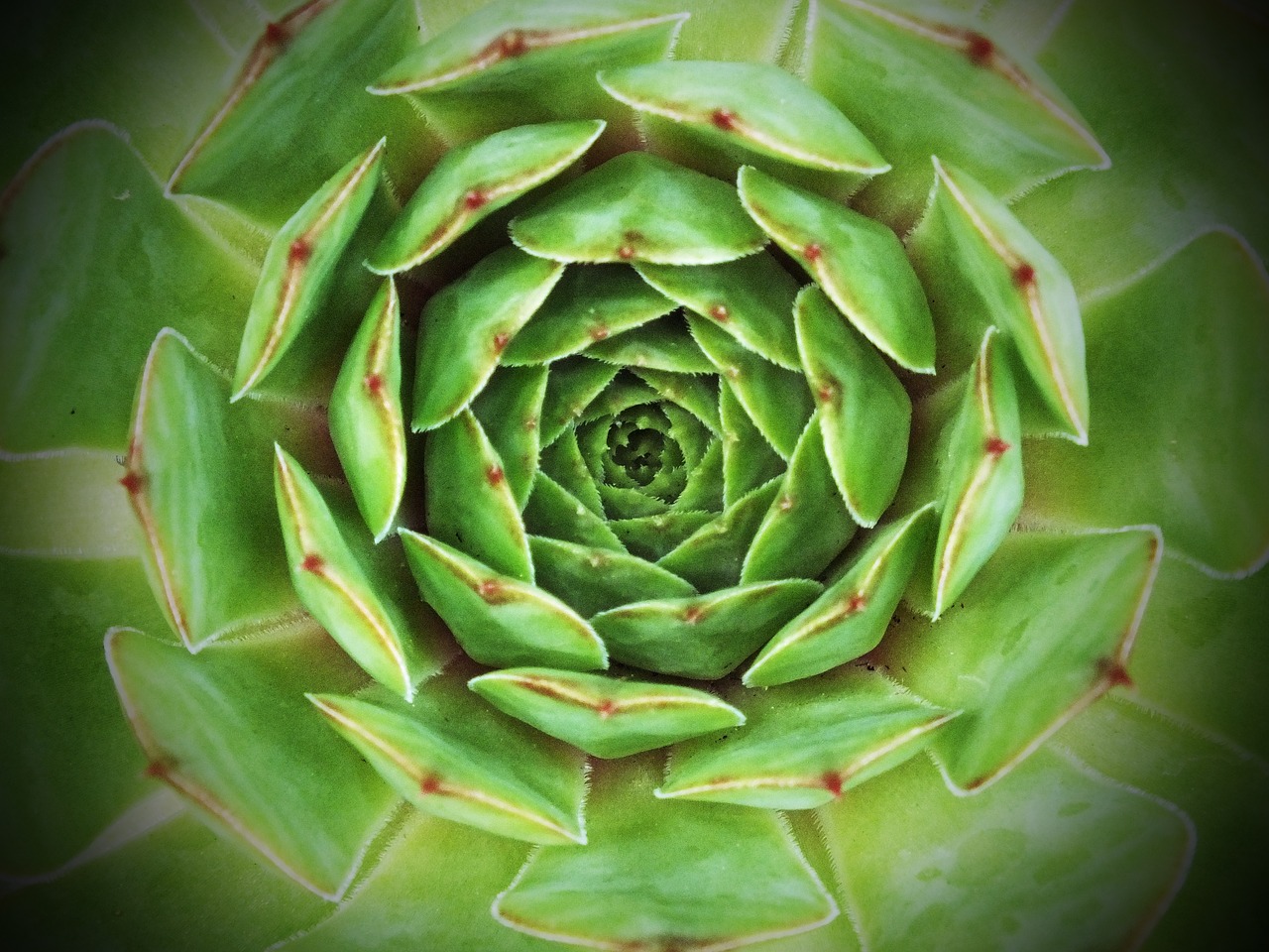 Image - hens and chicks sedum green