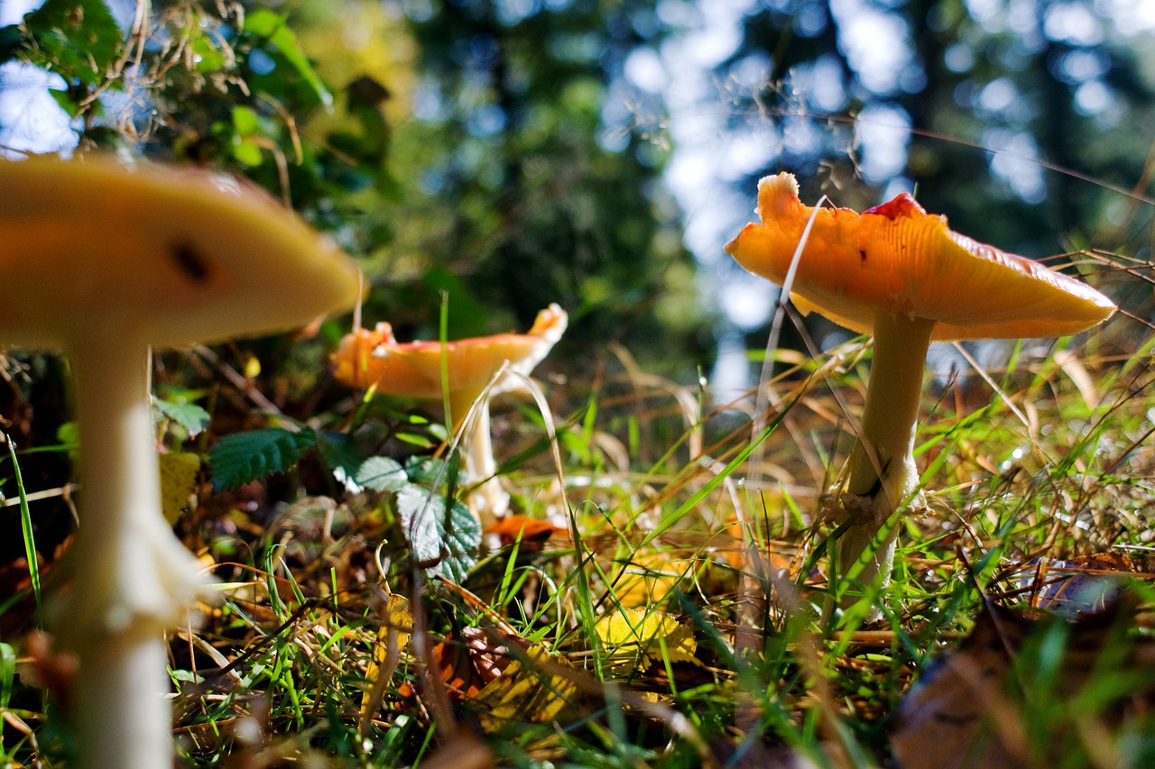 Image - mushrooms forest autumn germany