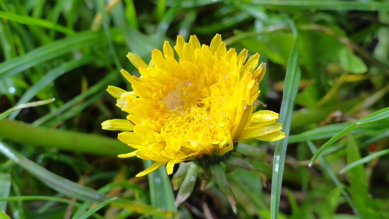 Image - flower taraxacum officinale