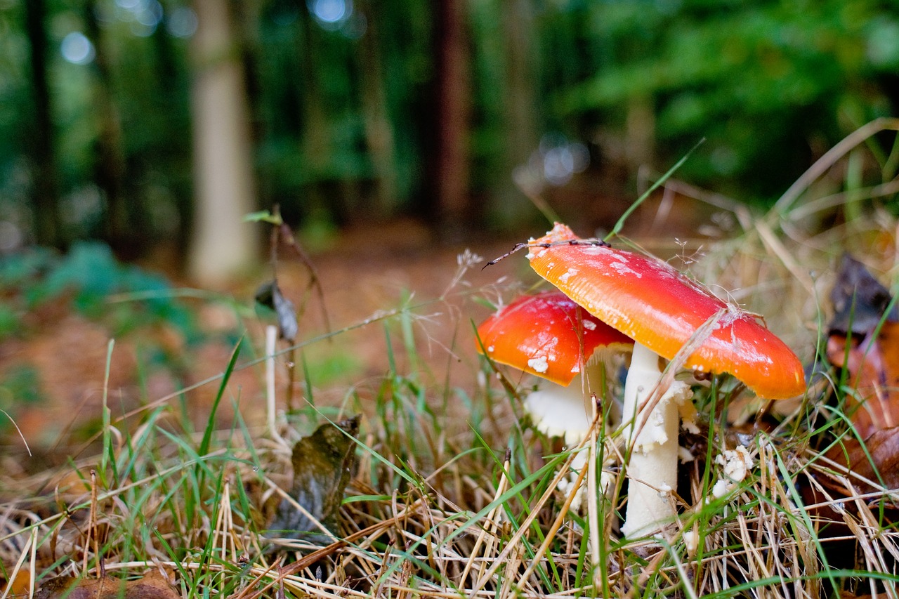Image - mushrooms forest autumn germany