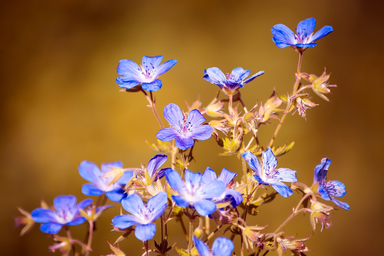 Image - flowers nature blue flora