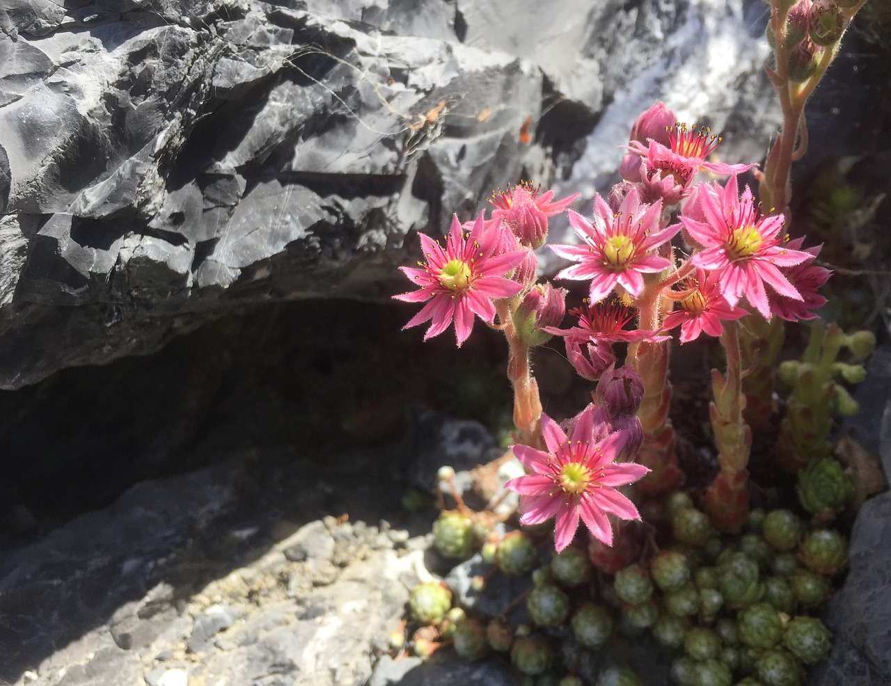 Image - wall flowers rock pink