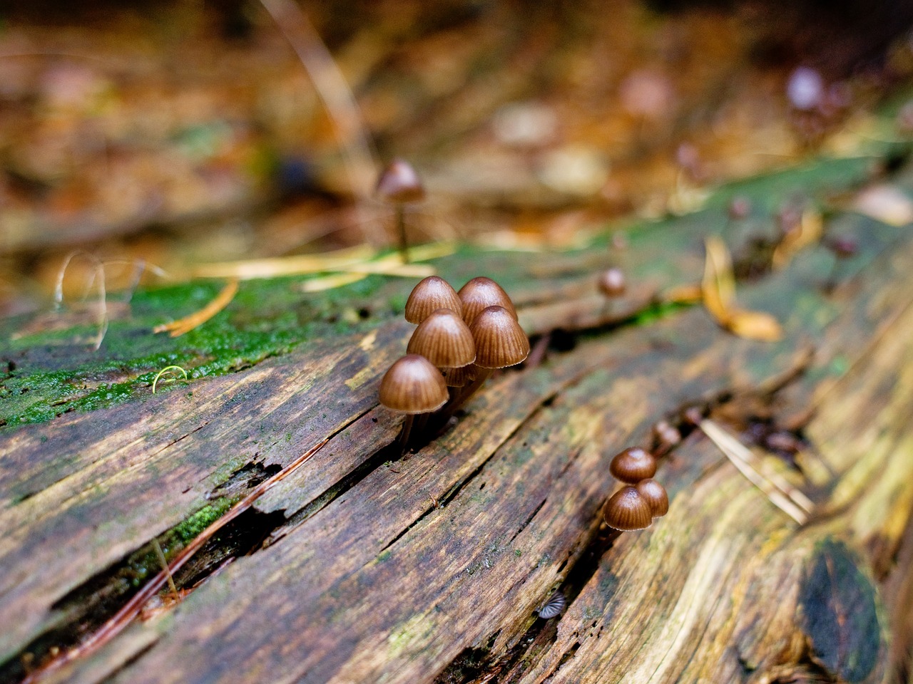 Image - mushrooms forest log autumn
