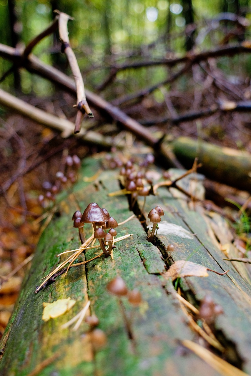 Image - mushrooms forest log autumn