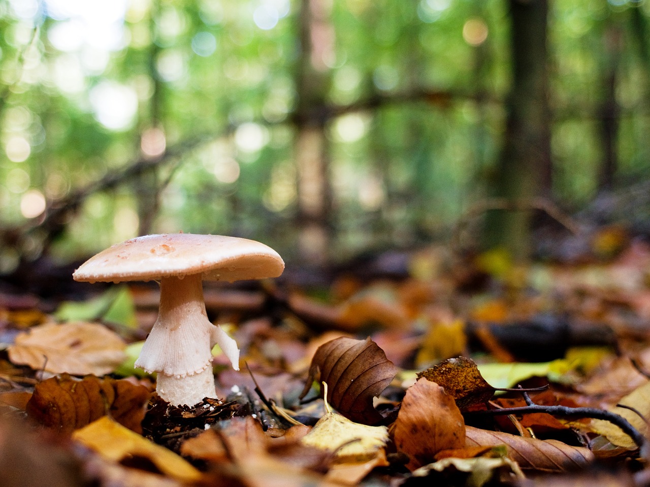 Image - mushrooms forest log autumn