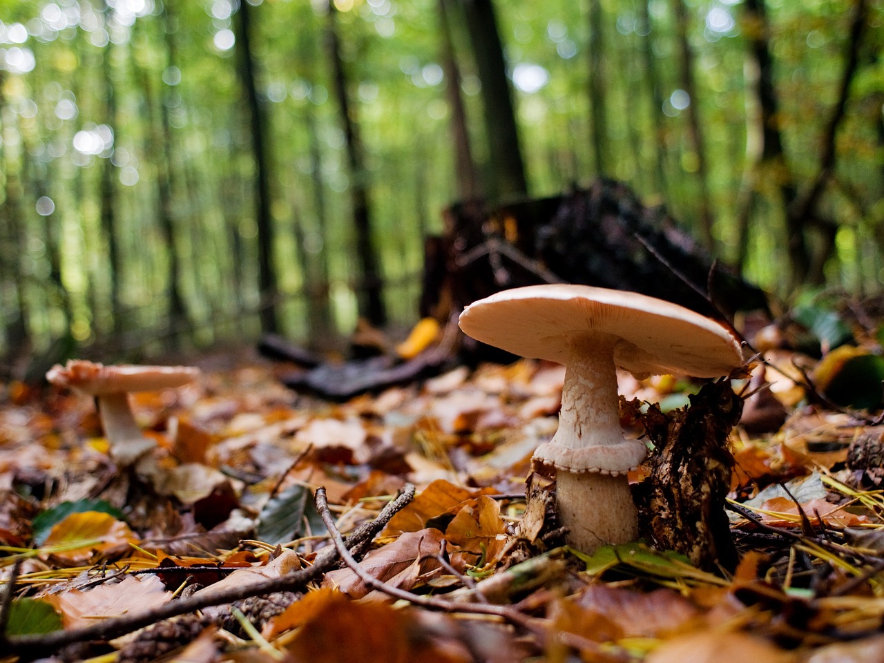 Image - mushrooms forest log autumn