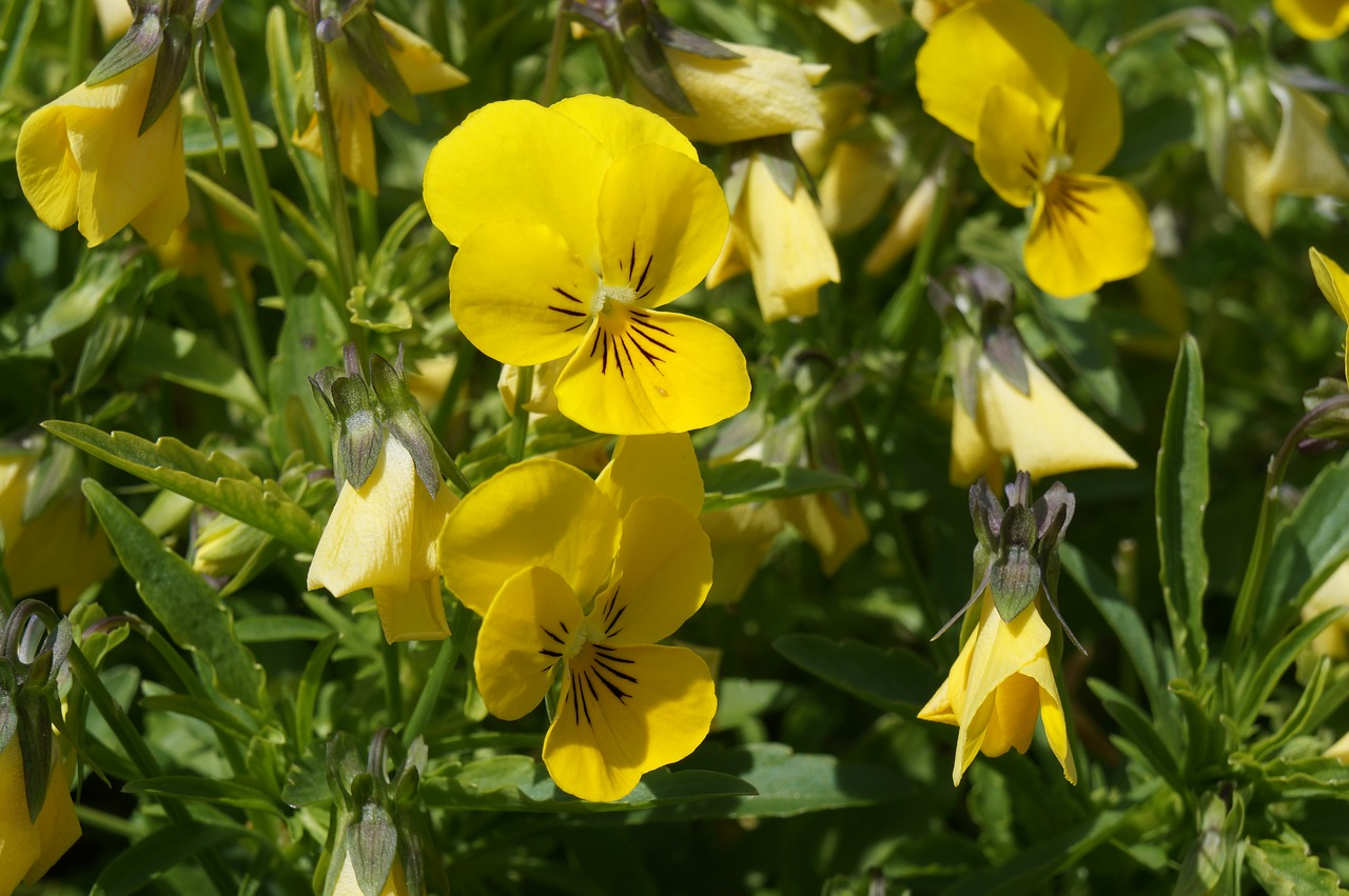 Image - pansy yellow garden pansy flower