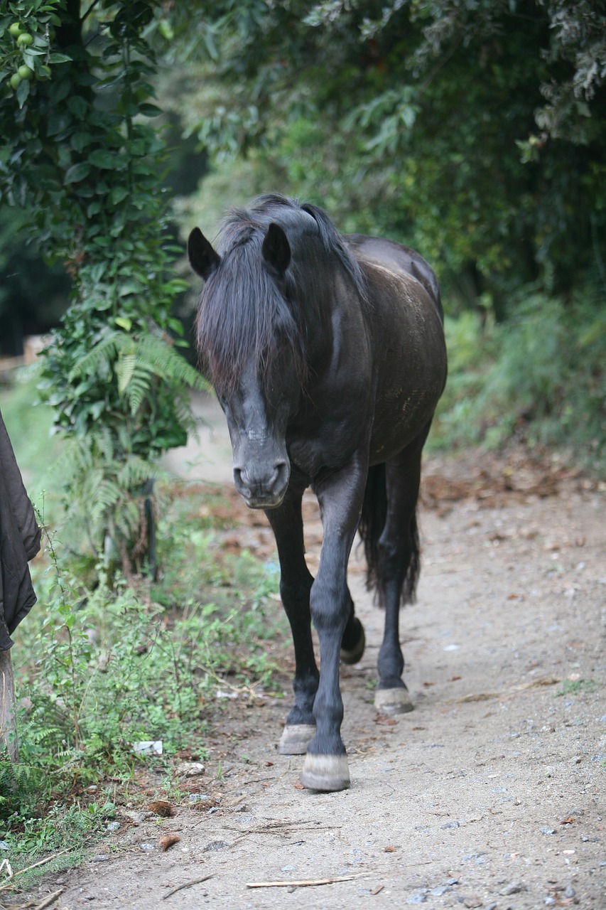 Image - horse black horse pet