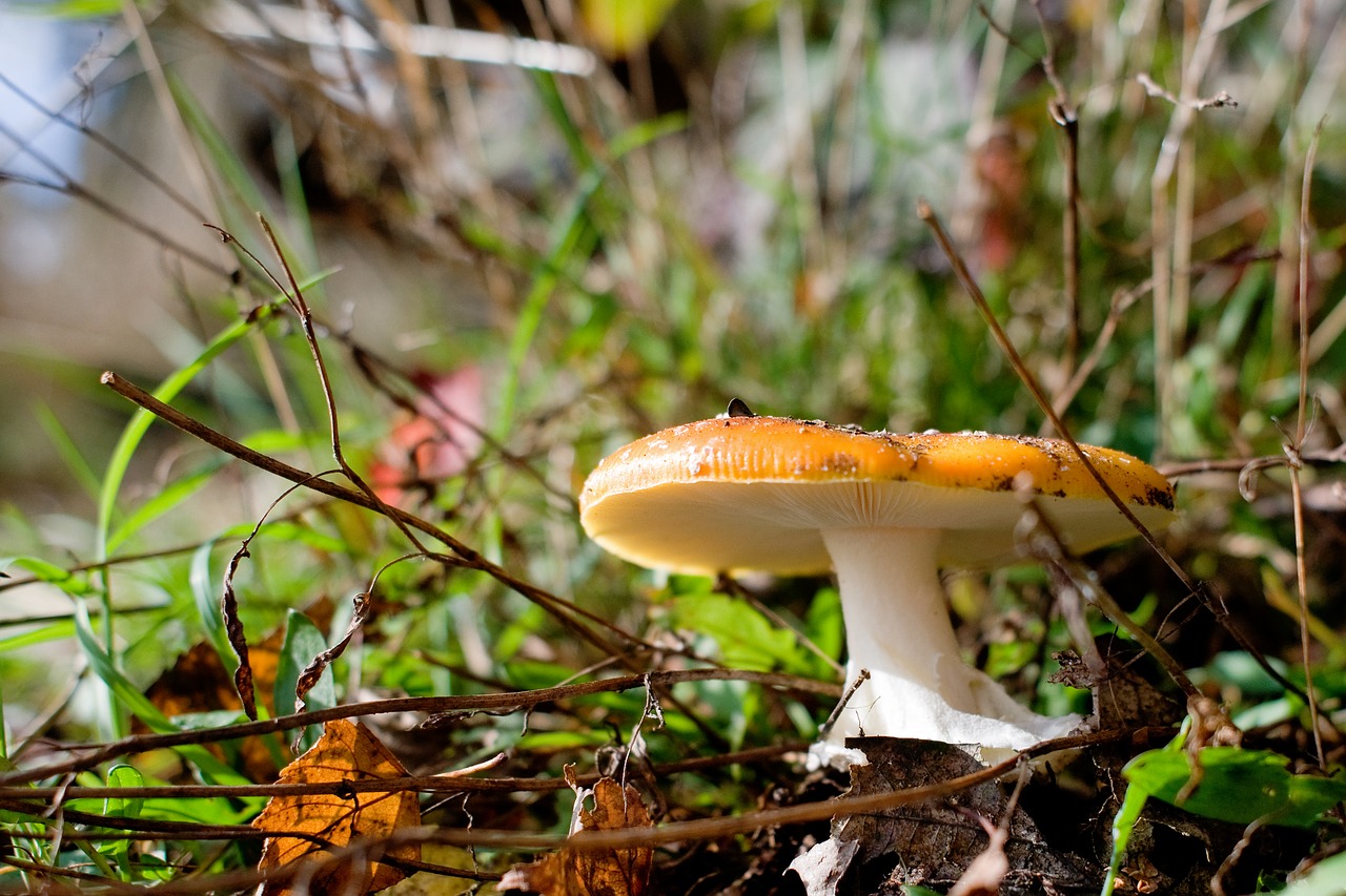 Image - mushrooms forest log autumn