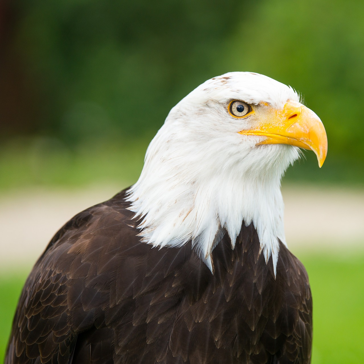 Image - adler raptor bird of prey