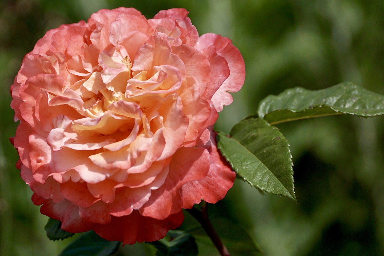 Image - rose blossom bloom flower salmon