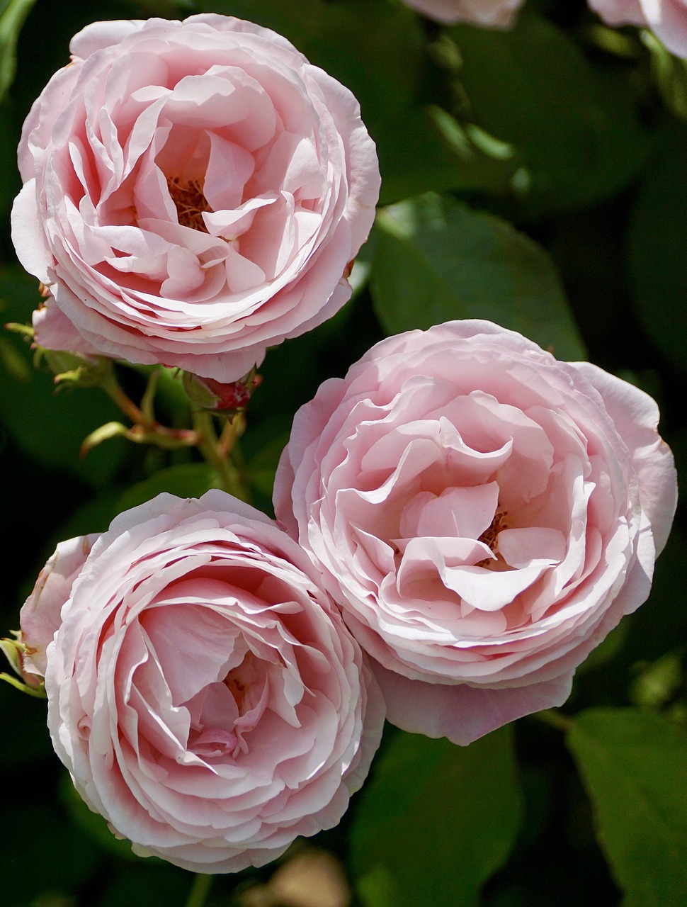 Image - roses pink pink rose rose bloom