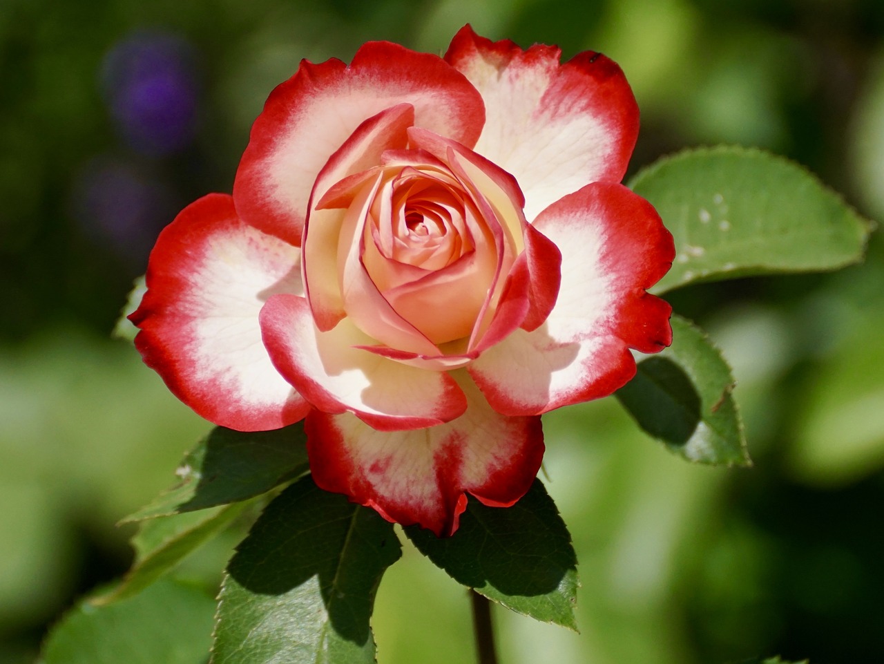 Image - rose blossom bloom flower nature
