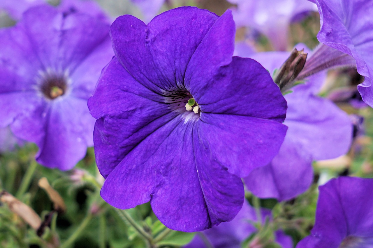 Image - petunia flower blossom bloom