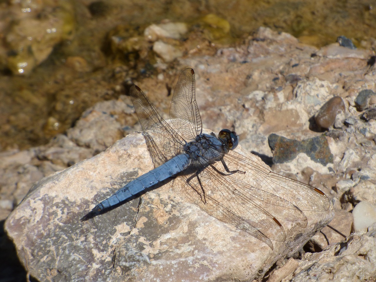 Image - blue dragonfly rock winged insect