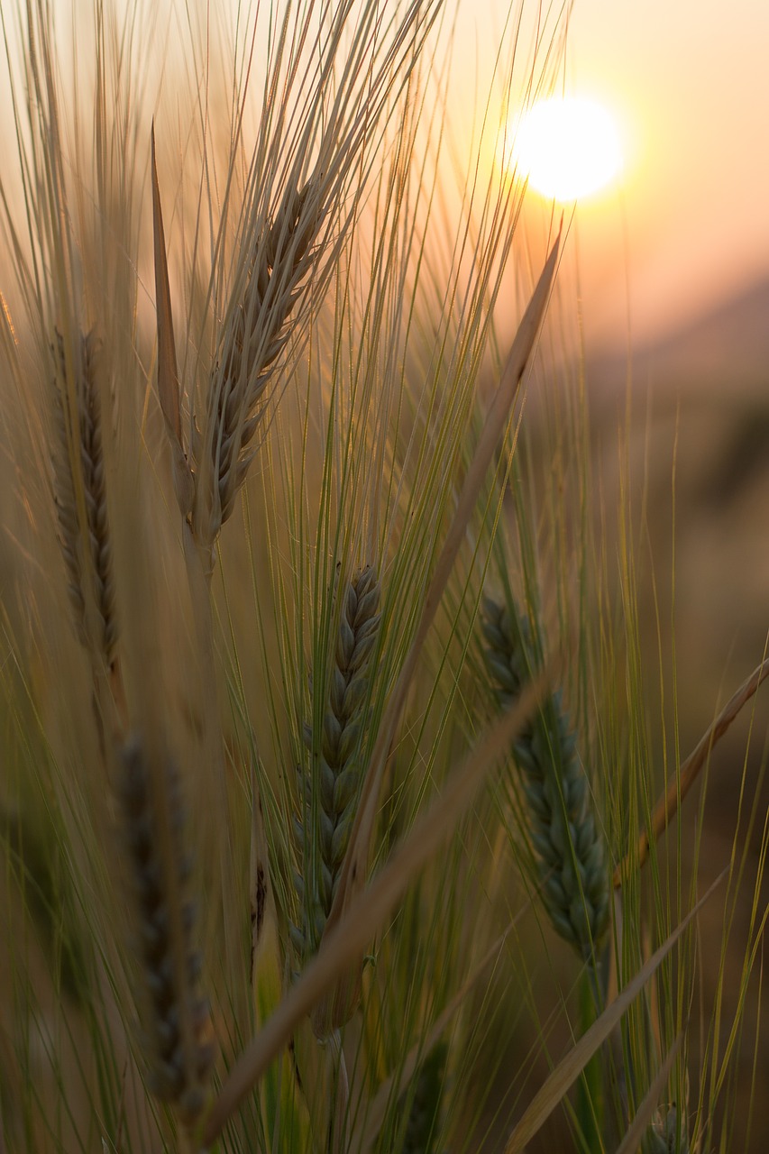 Image - wheat field crop cereal plant