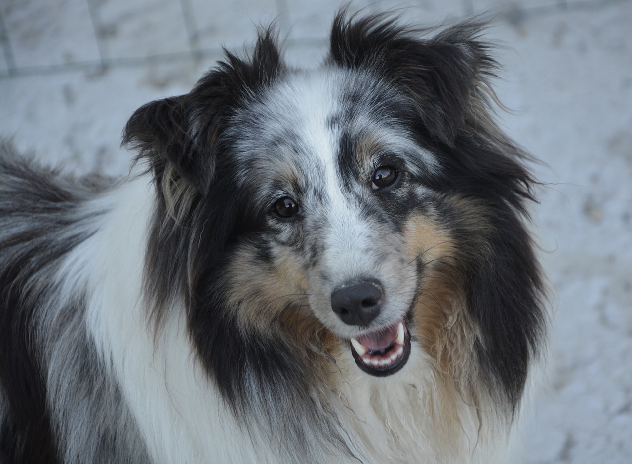 Image - shetland sheepdog dog young female