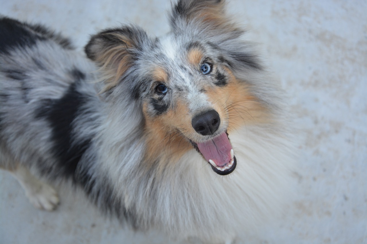 Image - shetland sheepdog dog young female
