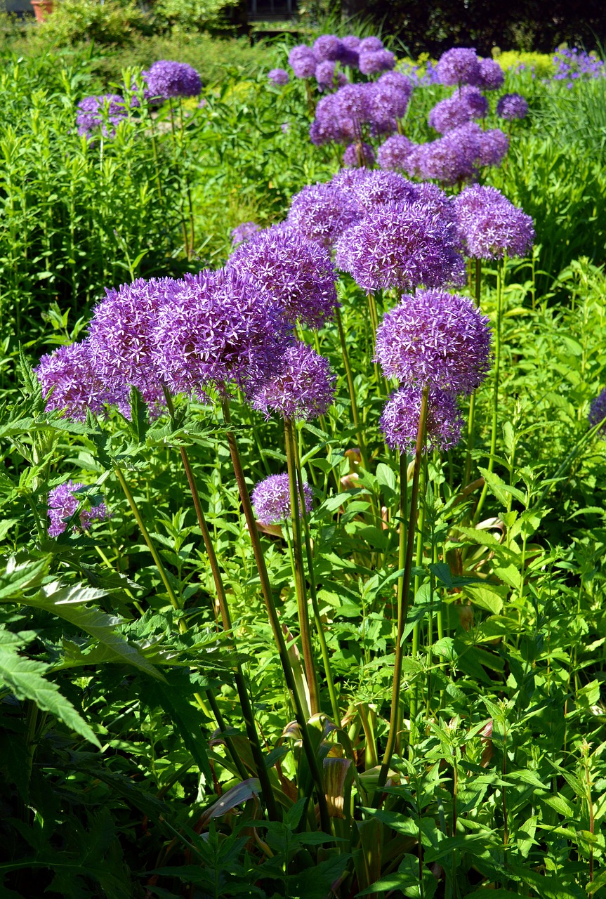 Image - ornamental onion early violet