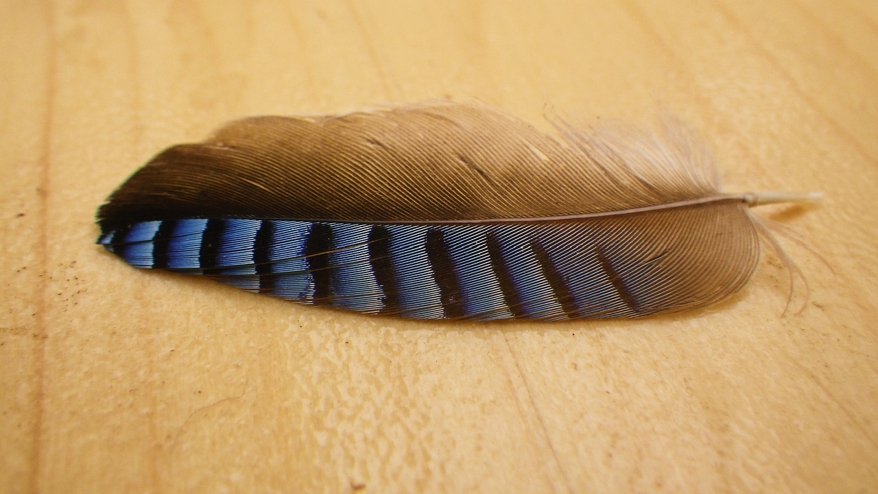 Image - feather jay close