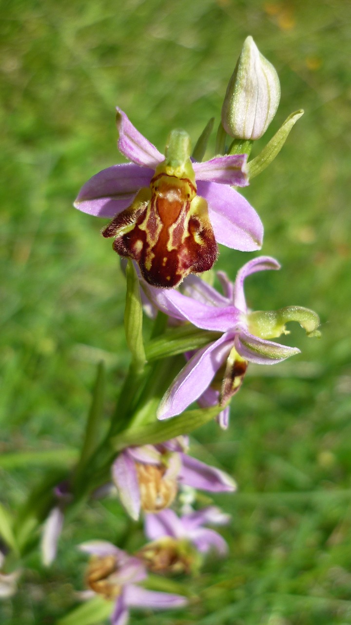 Image - bee orchid german orchid