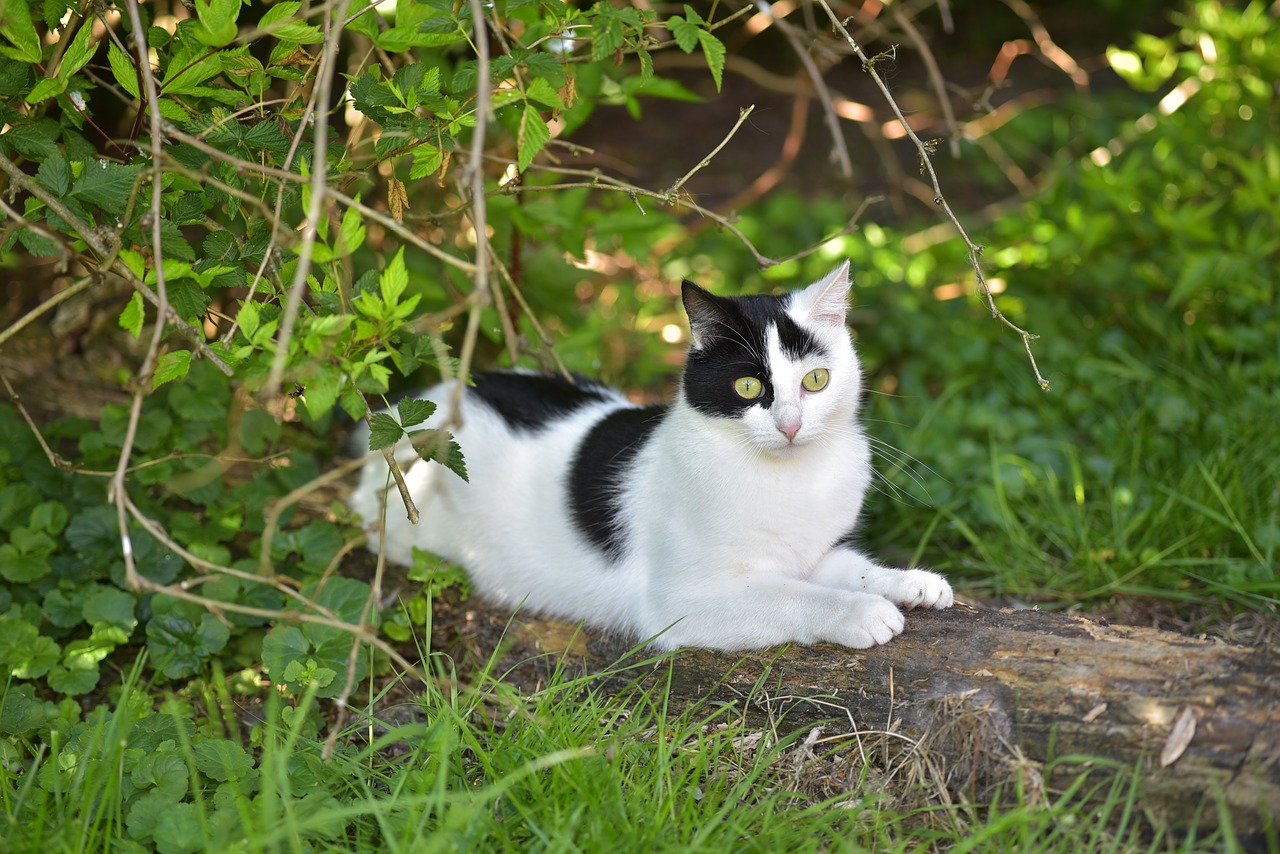 Image - cat cute black white summer