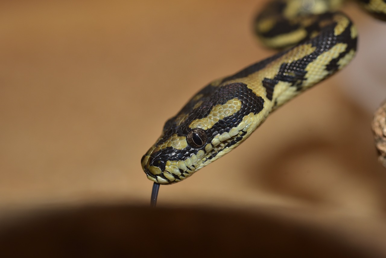 Image - snake yellow snakehead reptile