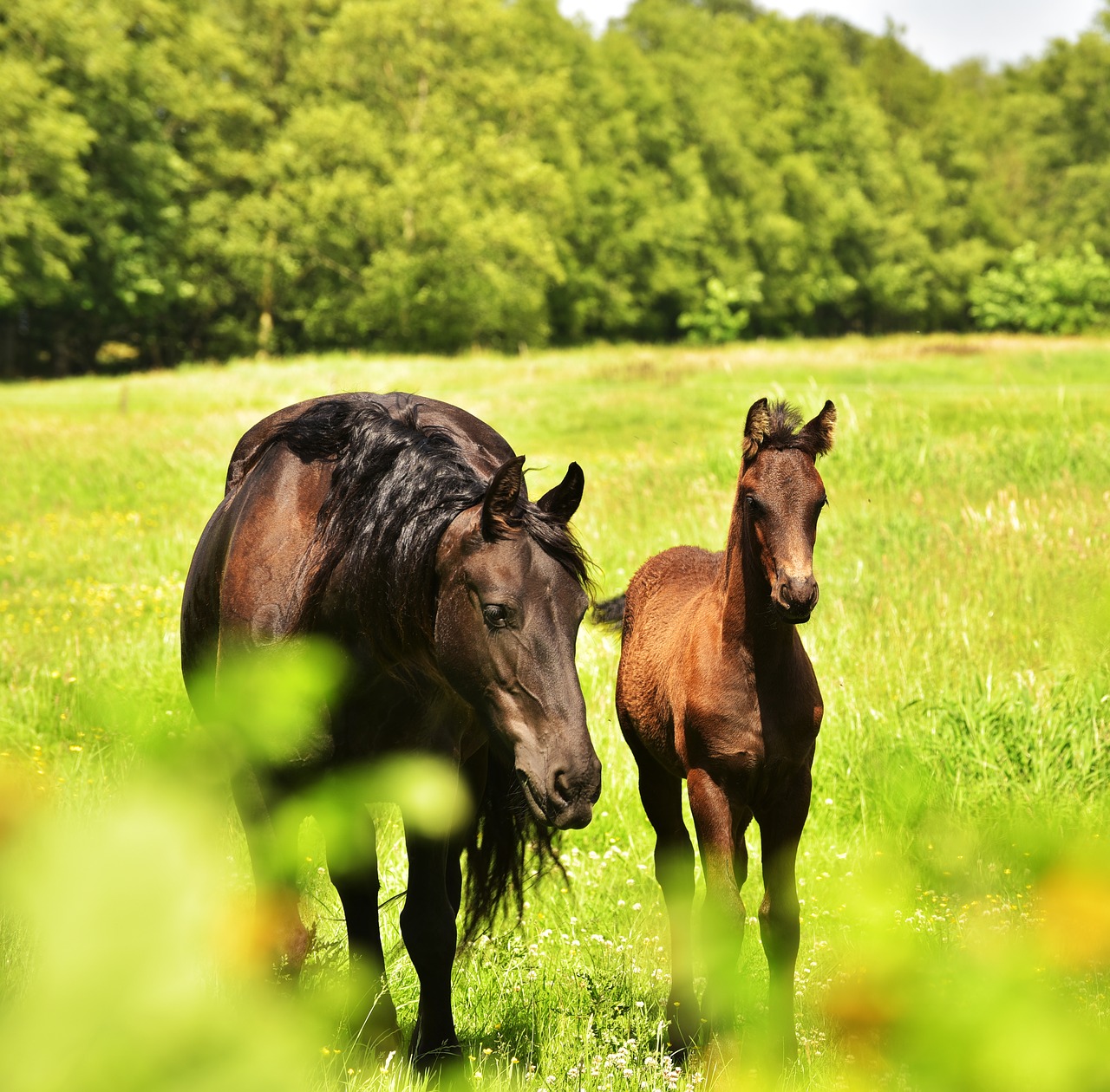 Image - horse mother foal paddock summer