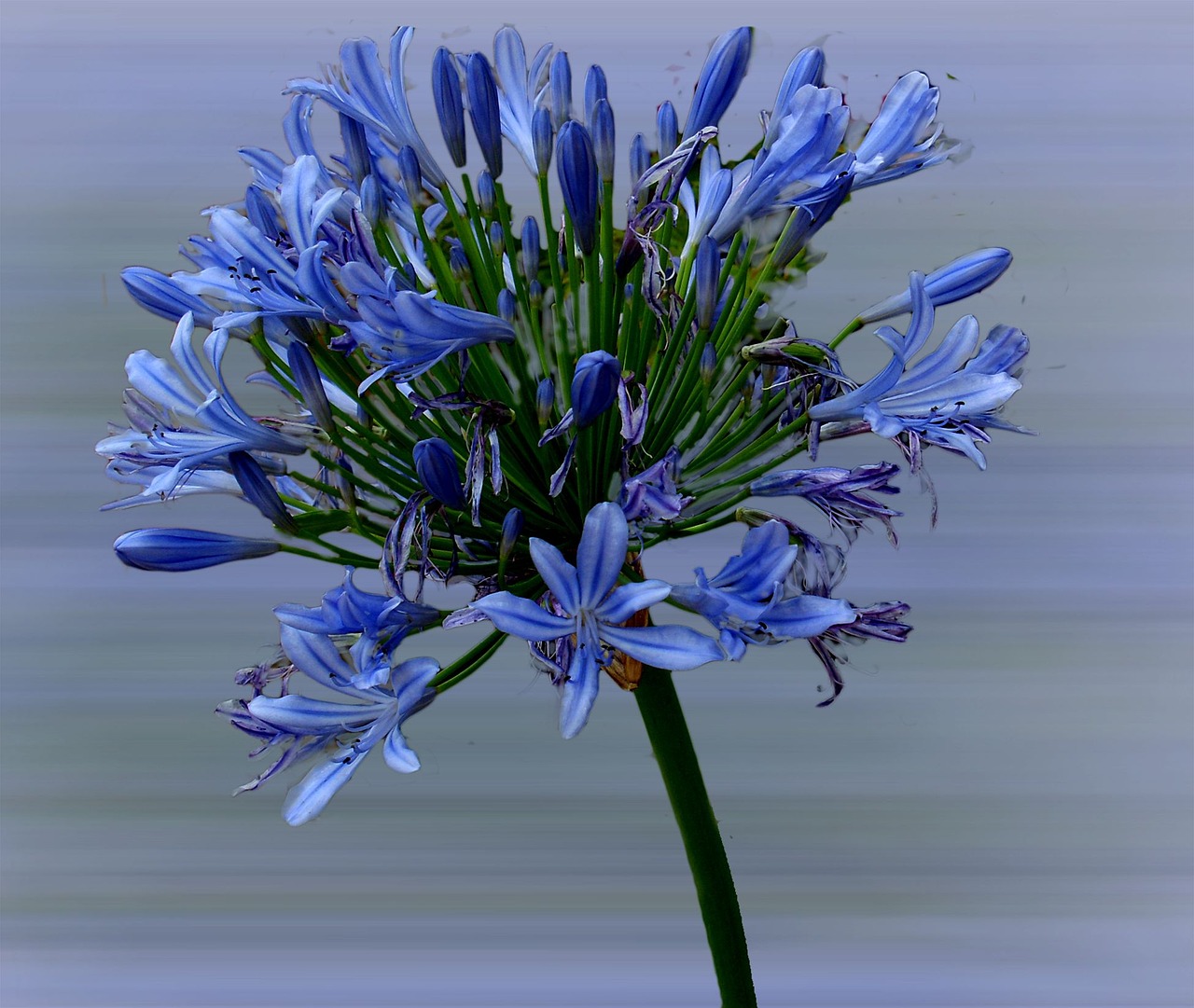 Image - african lily lily flower blossom