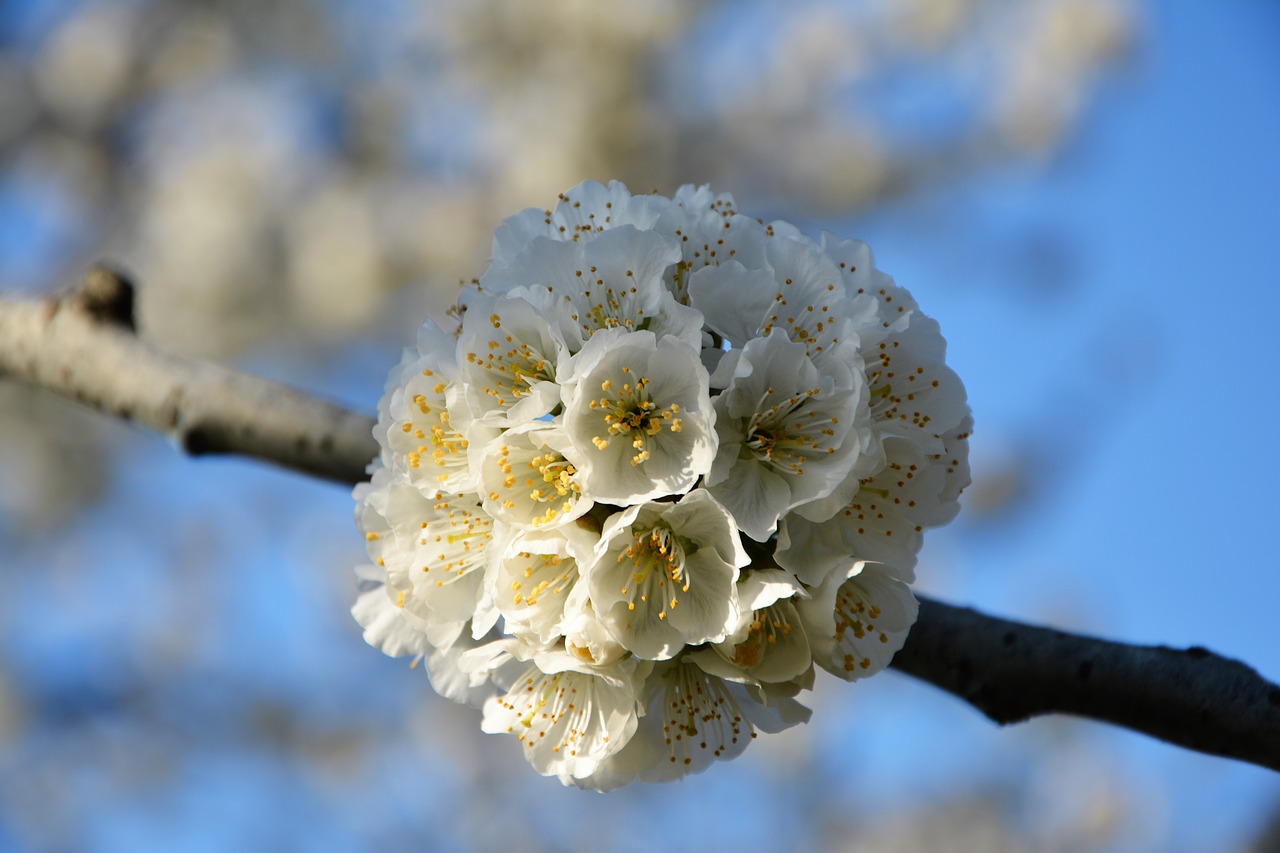 Image - cherry flower sprig spring nature