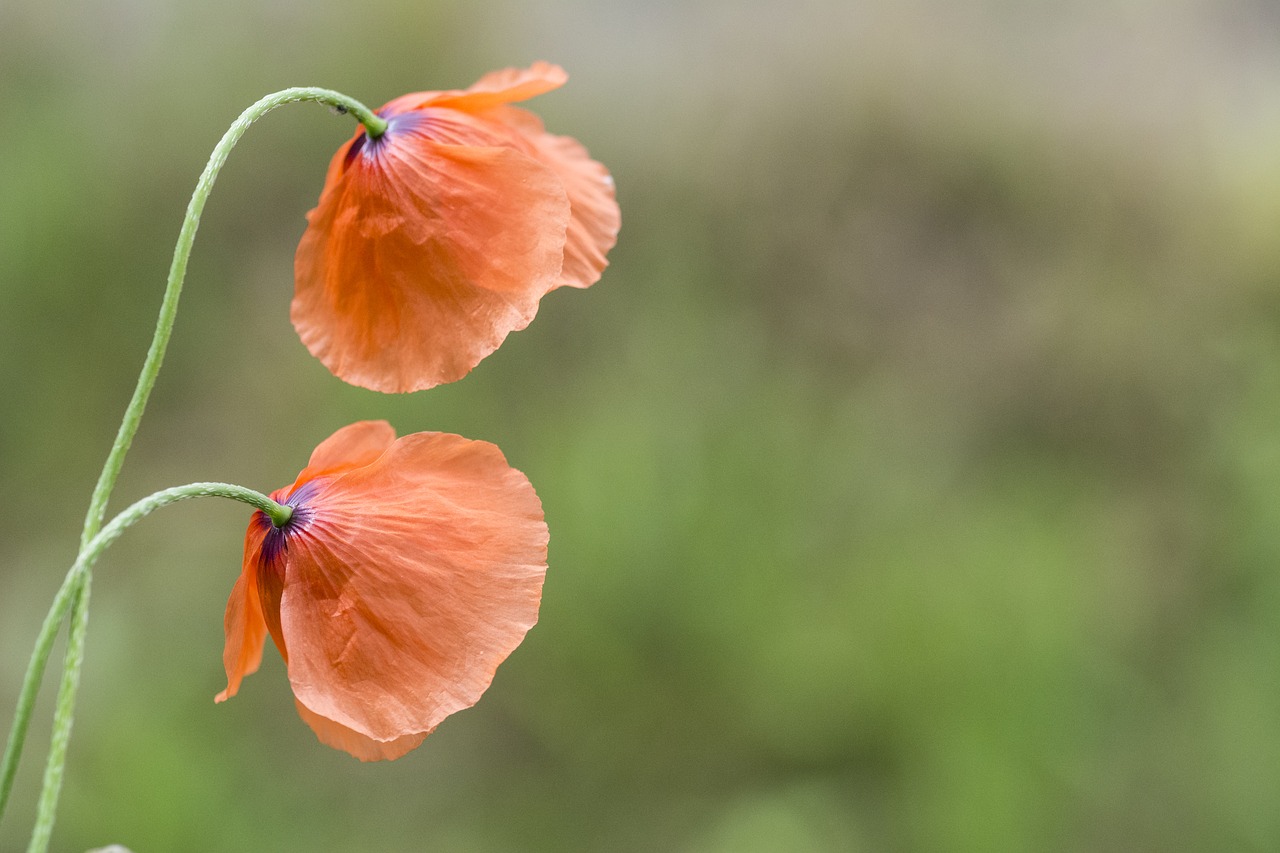 Image - poppy flower tar red flower