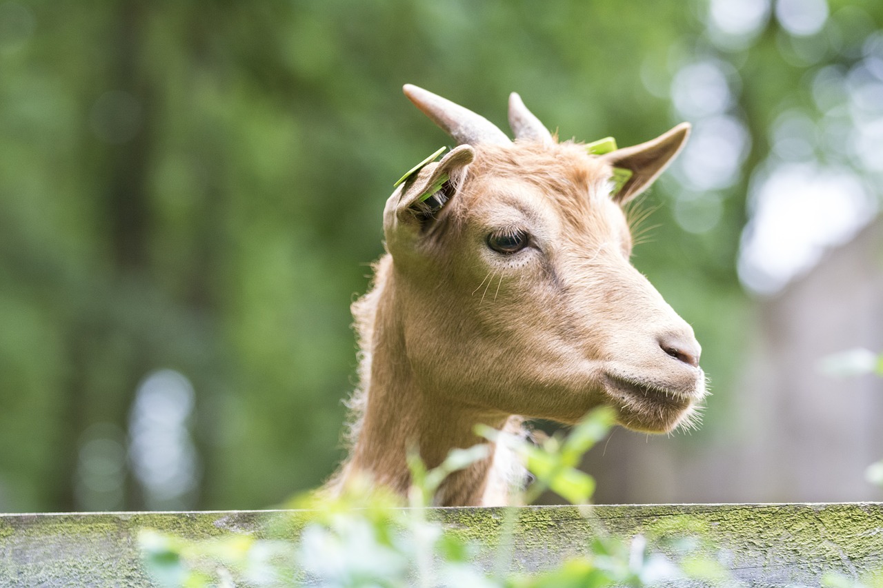 Image - goat goats animals look at curious