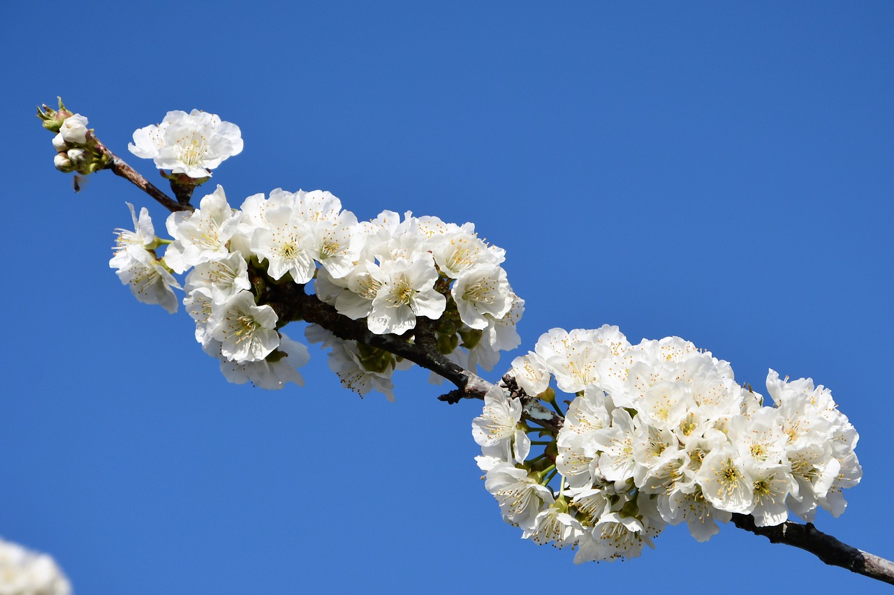 Image - cherry flower sprig spring nature