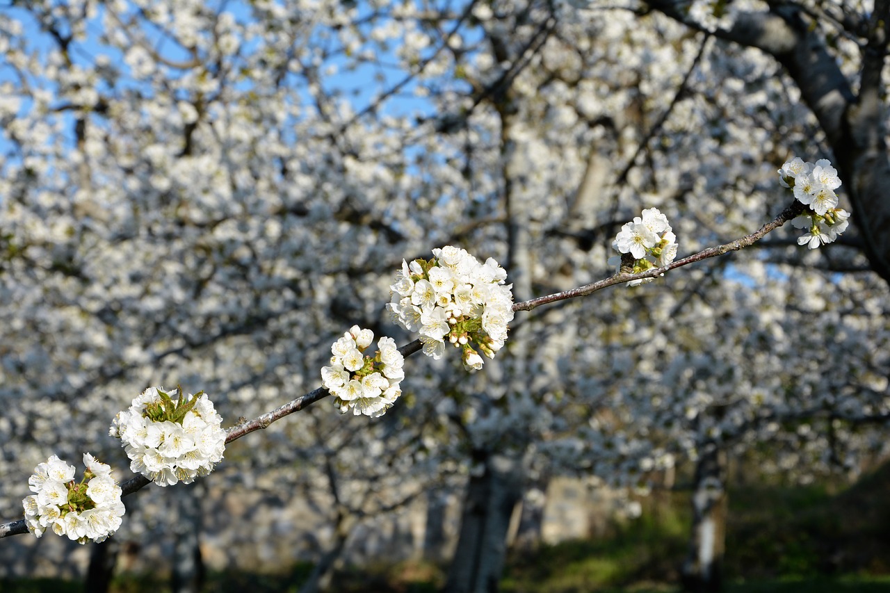 Image - cherry flower sprig spring nature