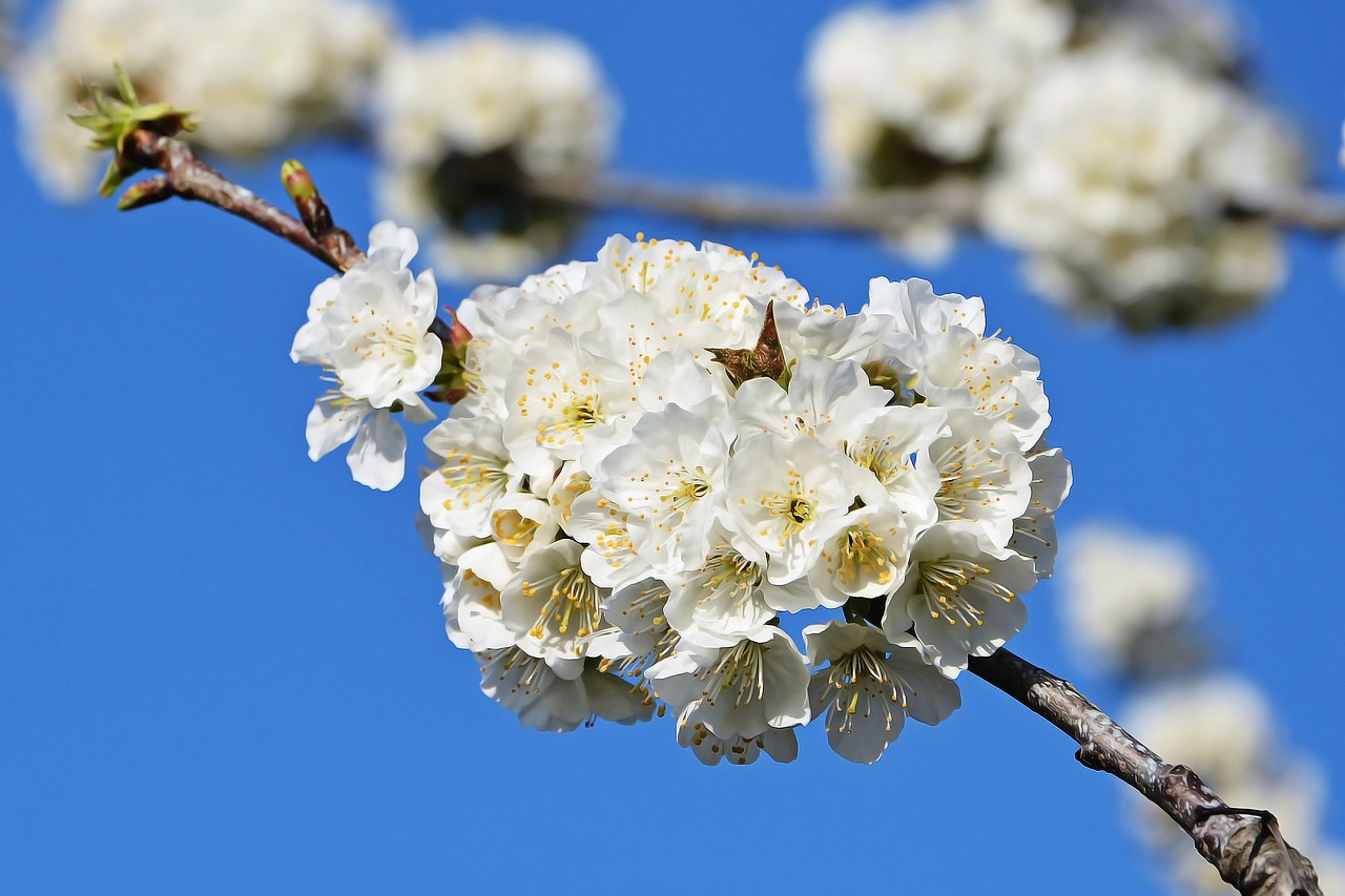 Image - cherry flower sprig spring nature