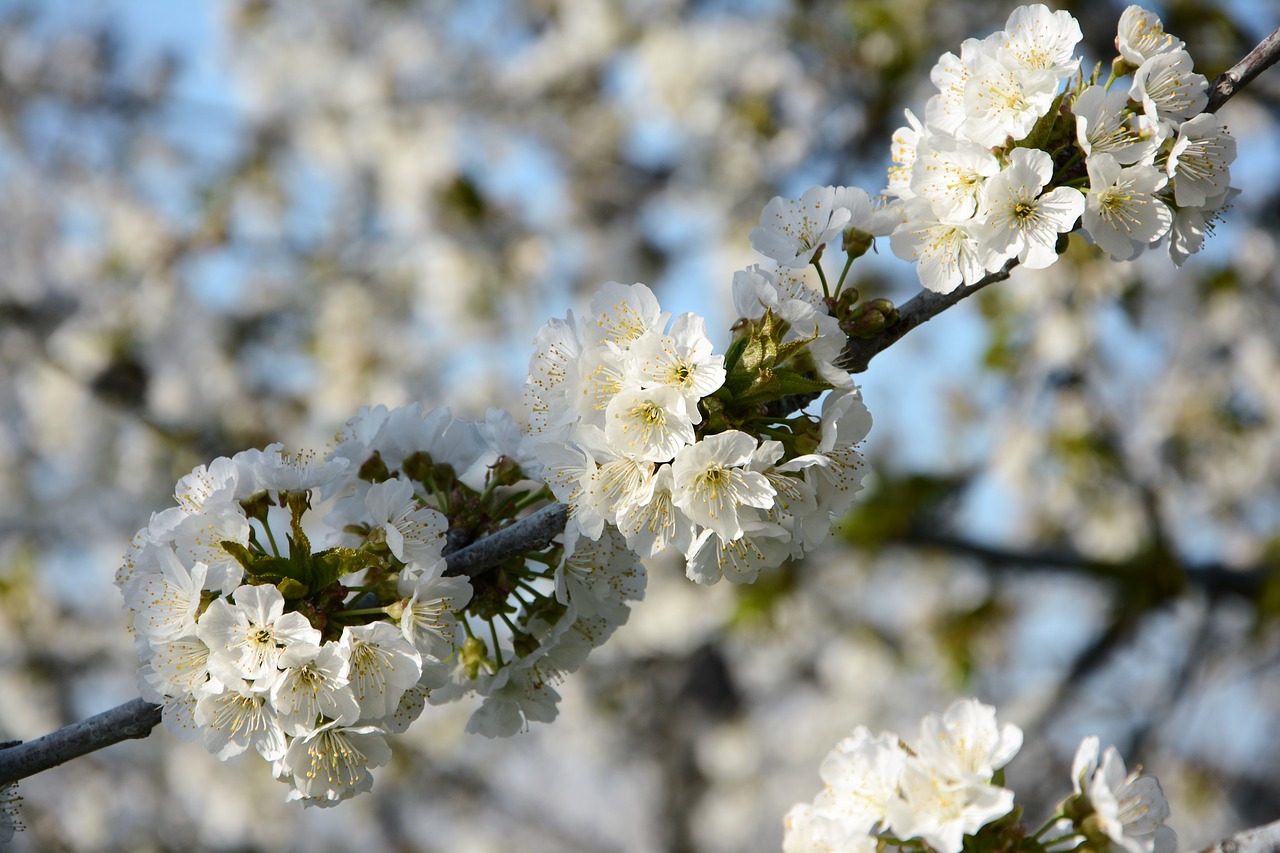 Image - cherry flower sprig spring nature