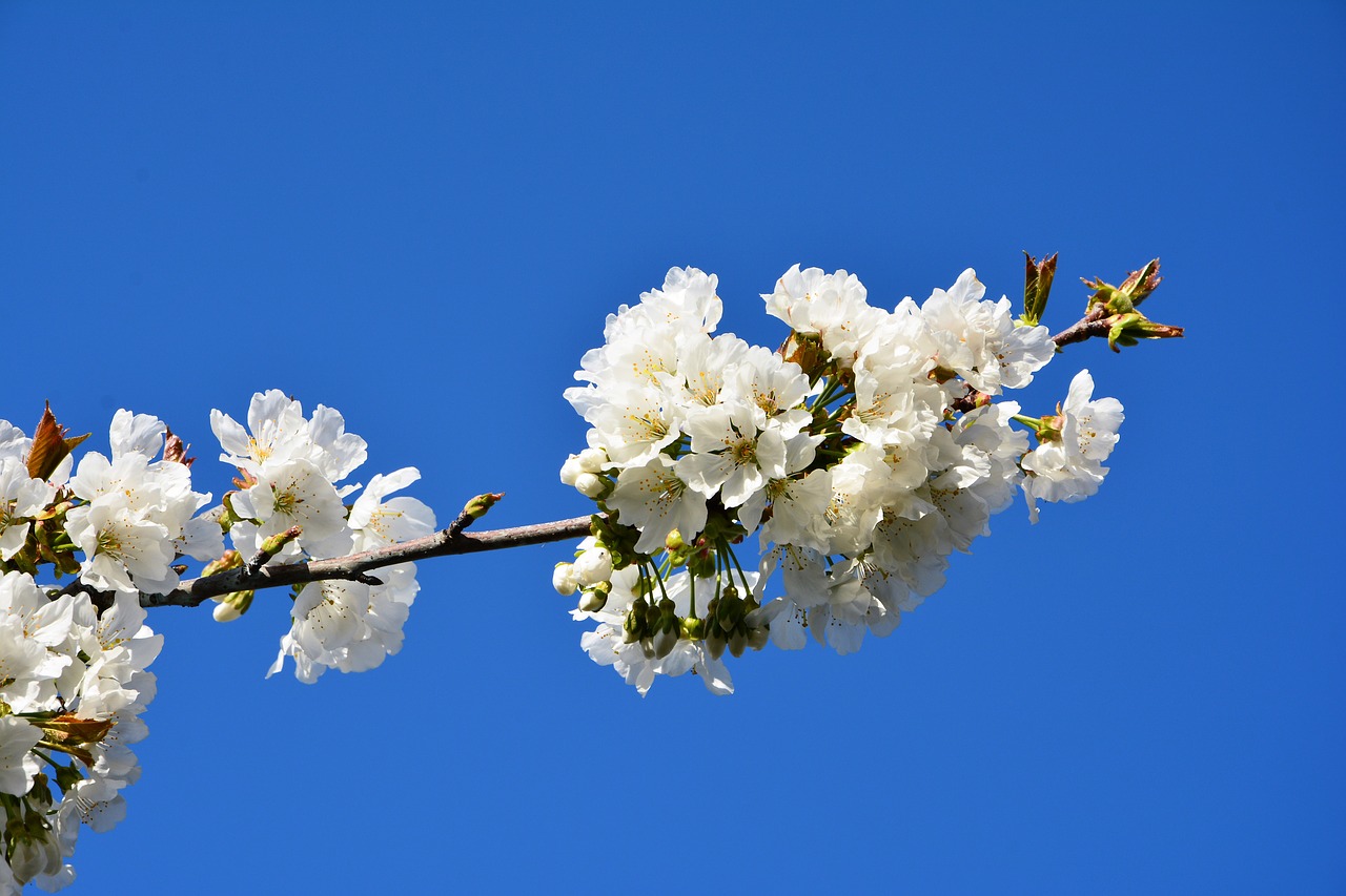 Image - cherry flower sprig spring nature