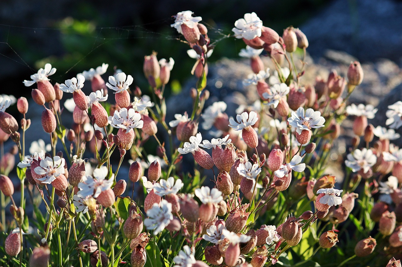 Image - flowers nature halland kustblommor