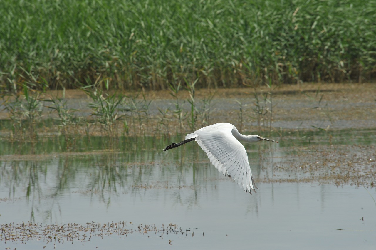 Image - heron spoon gaga white wild