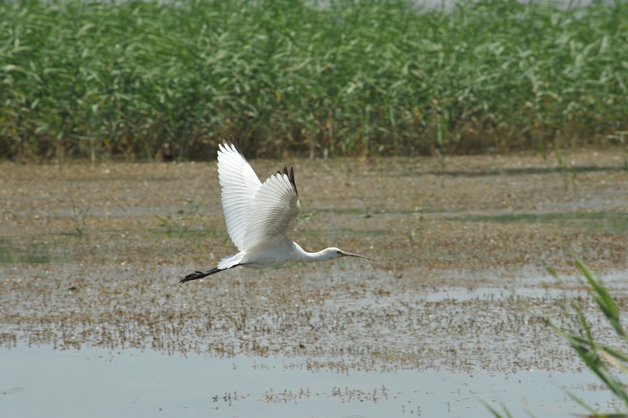 Image - spoonbill heron wild waterfowl