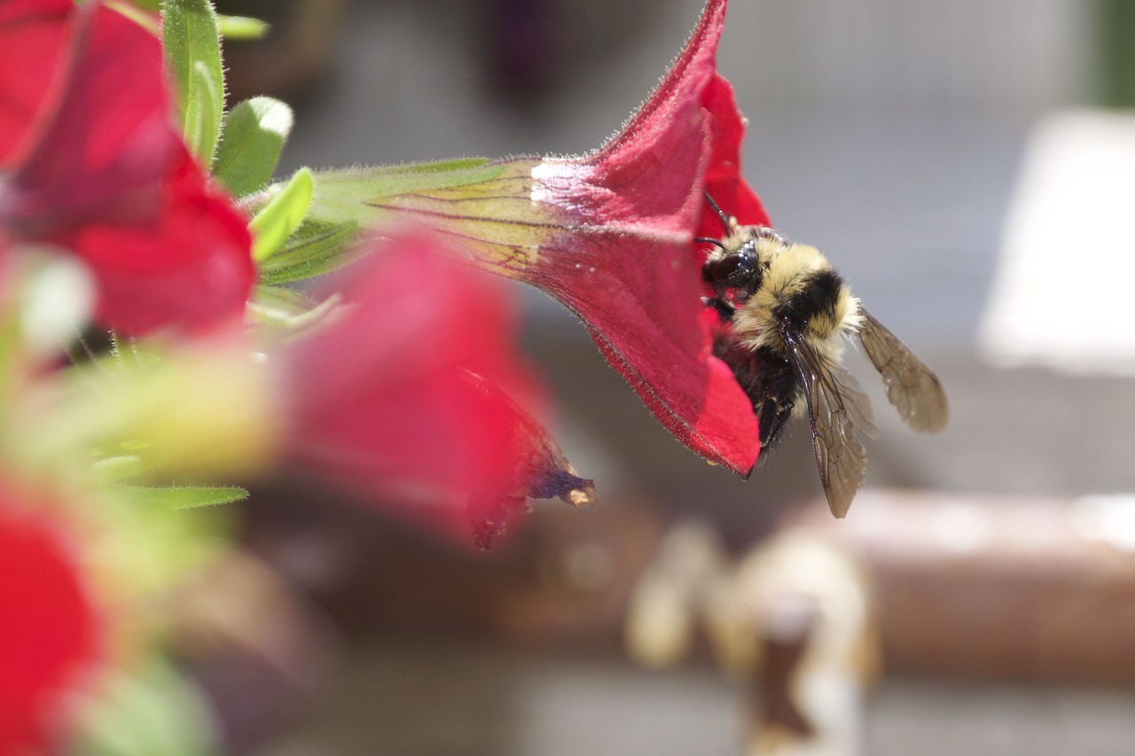 Image - bee flower sweet nectar petunia