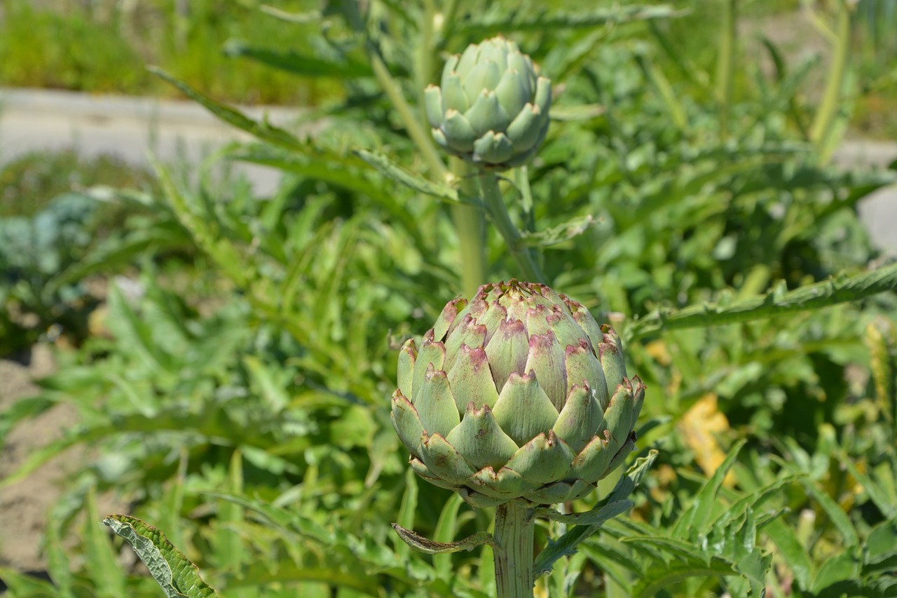 Image - artichoke green vegetable plant