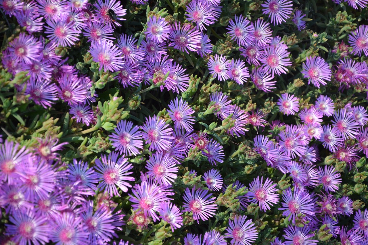 Image - flowers carpet garden flowering