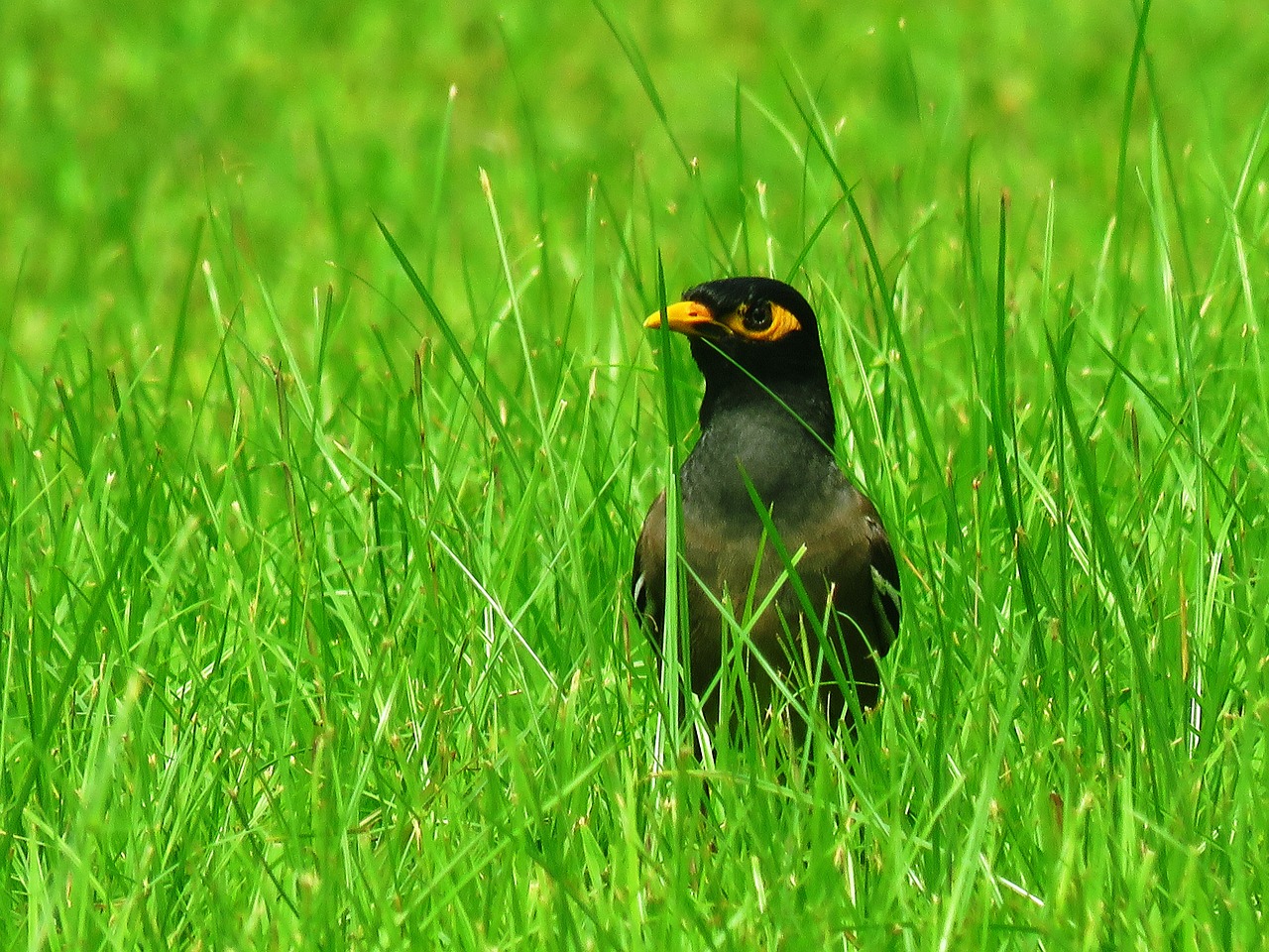 Image - mynah bird garden