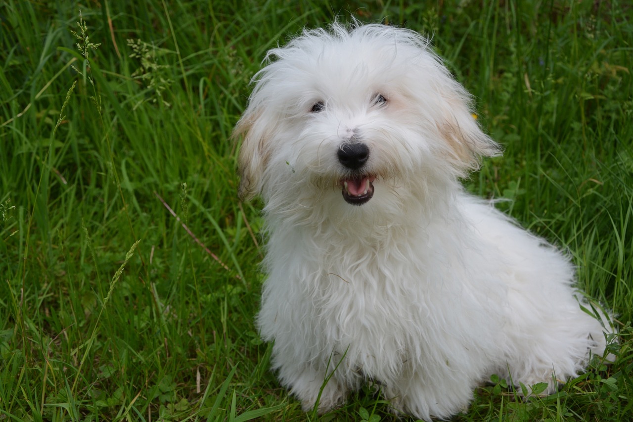 Image - coton de tulear dog white dog