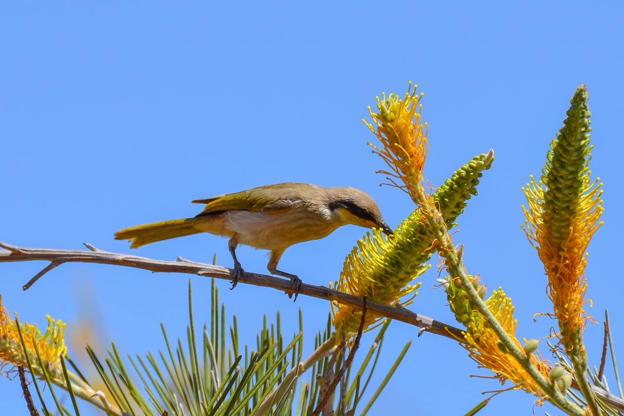 Image - brown honeyeater honeyeater bird