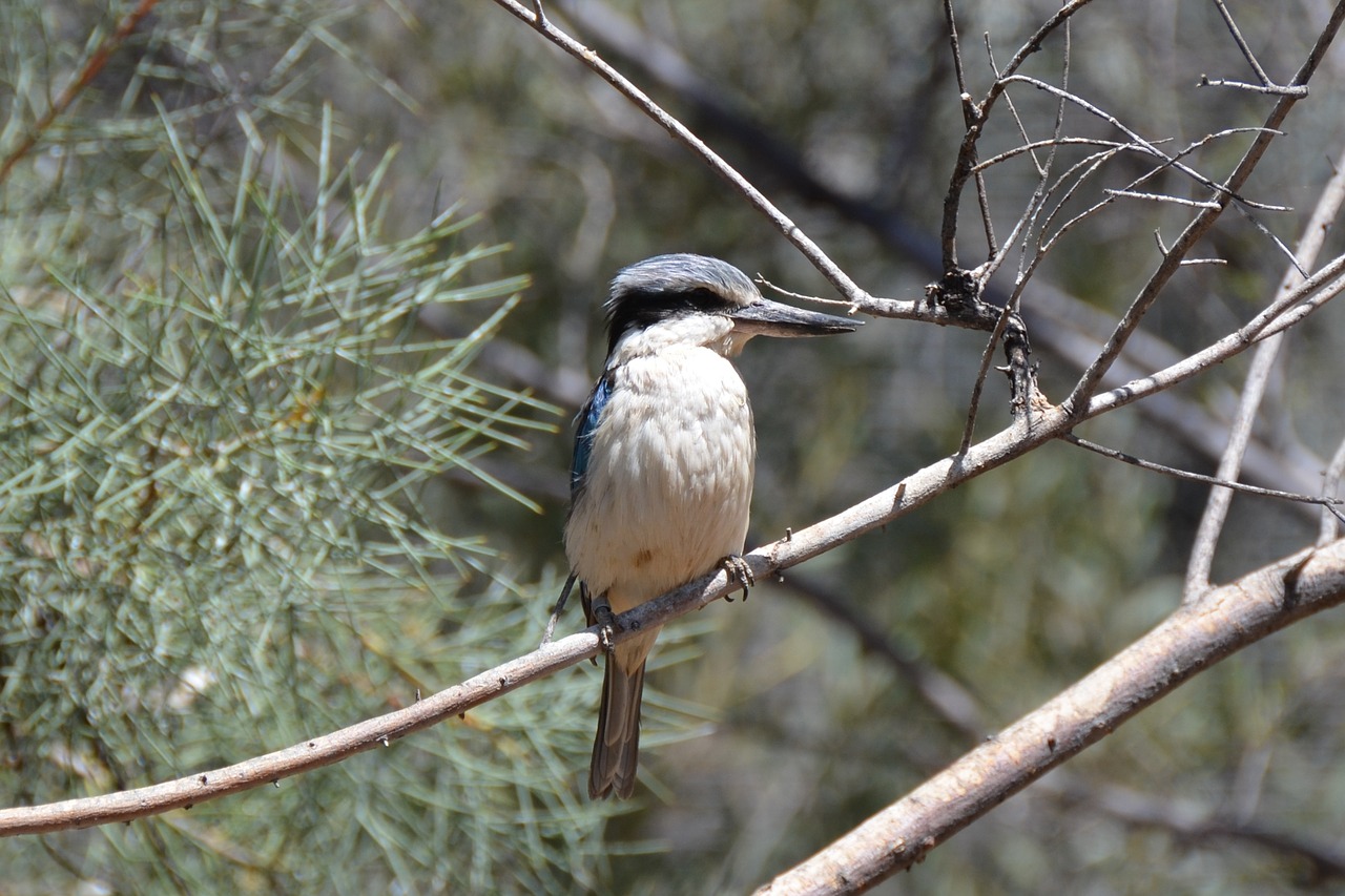 Image - kingfisher kookaburra bird wildlife