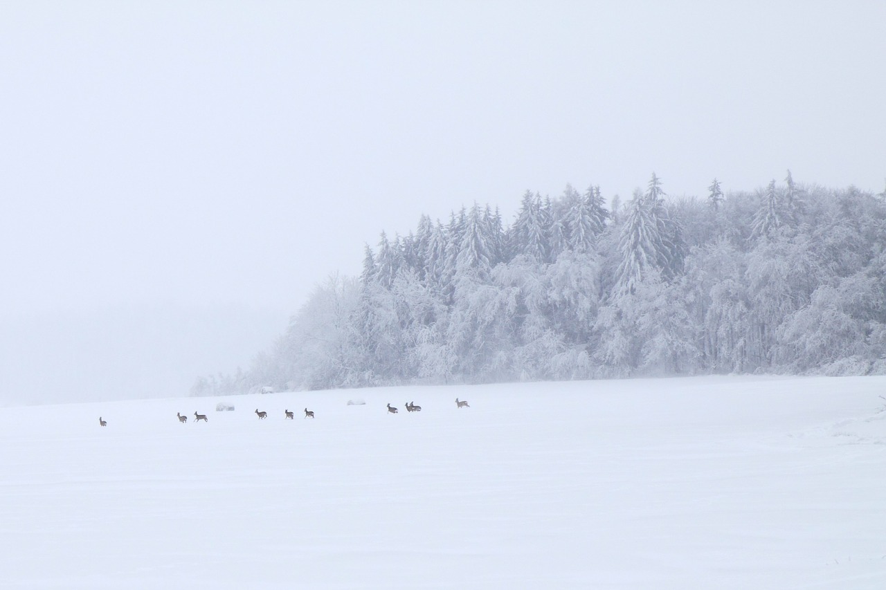 Image - roe animal cold deer doe field