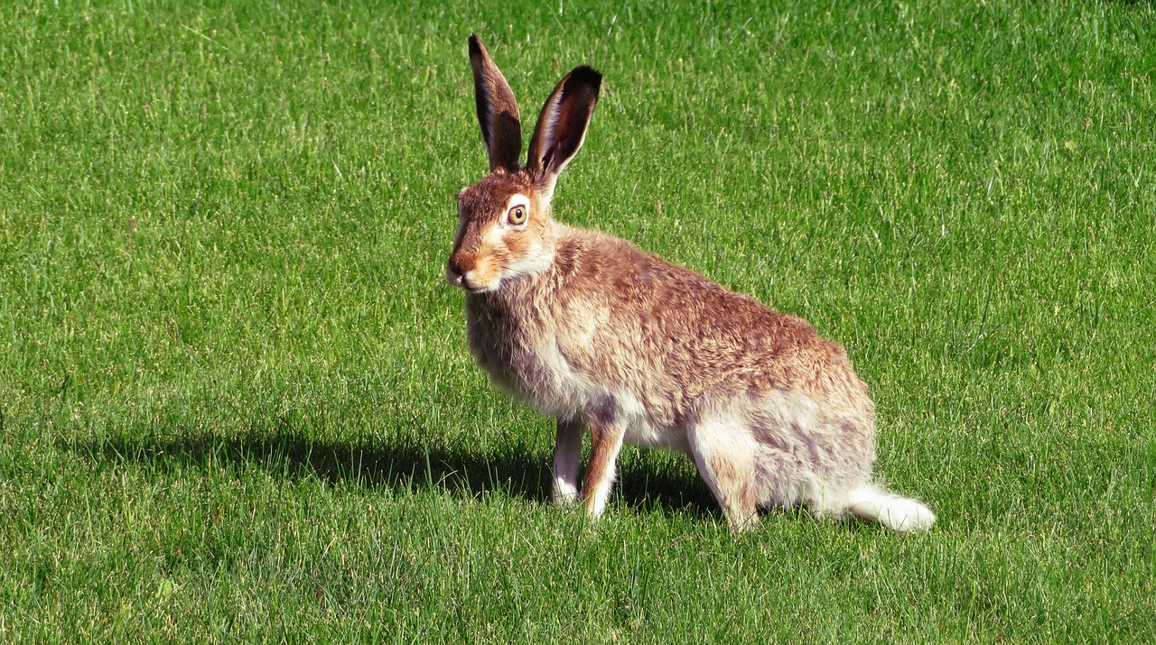 Image - rabbit hare bunny animal mammal