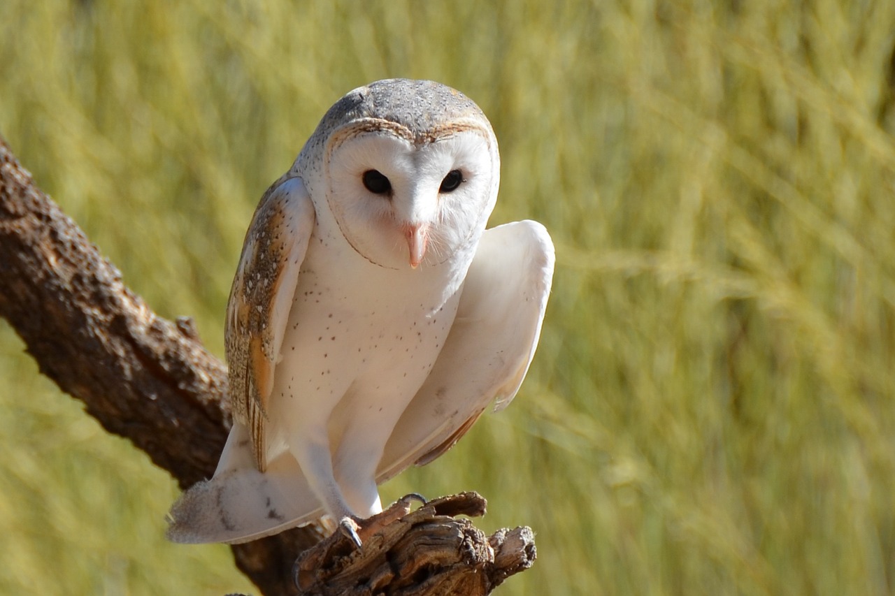 Image - barn owl owl bird wildlife